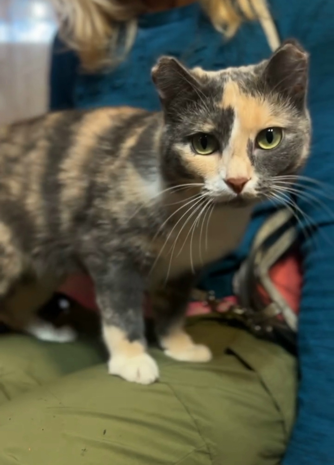 Пропала кошка в Екатеринбурге — фото объявления