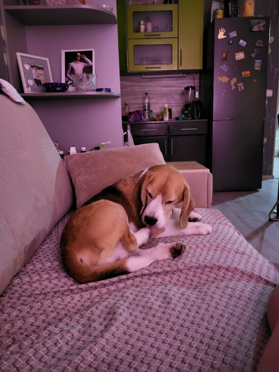 Пропала собака в Екатеринбурге — фото объявления