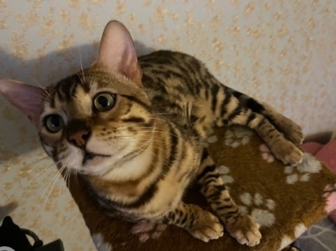 Пропала кошка в Екатеринбурге — фото объявления