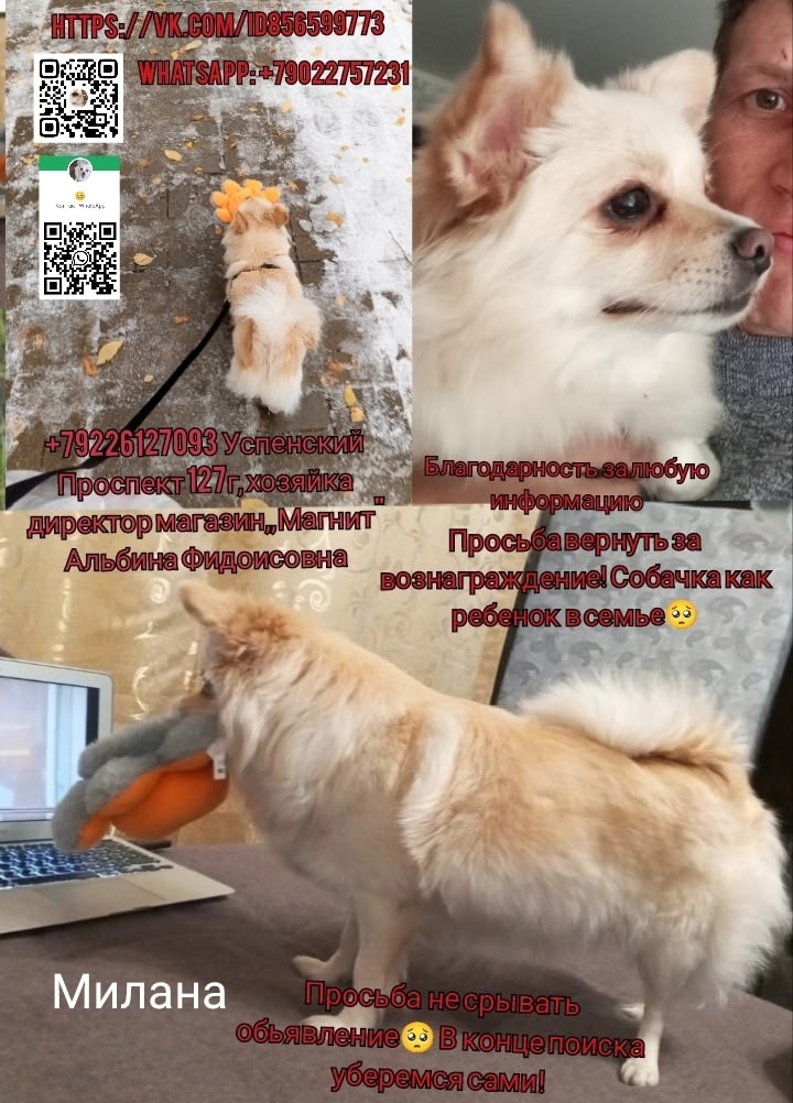 Пропала собака в Екатеринбурге — фото объявления