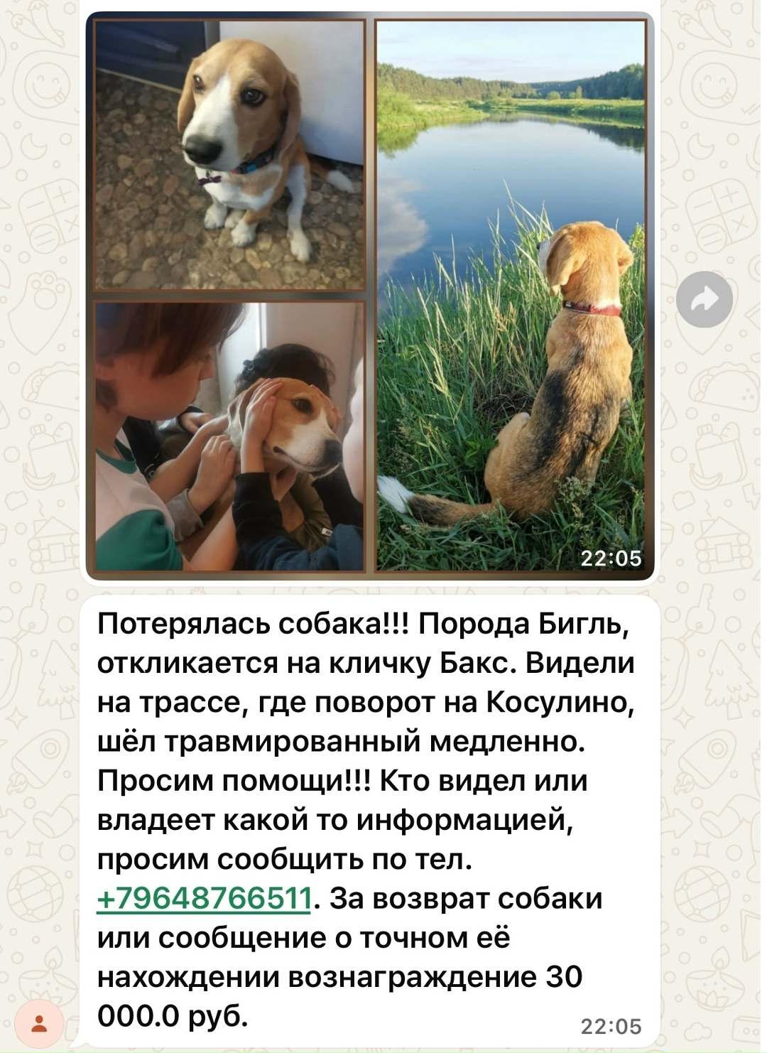 Пропала собака в Екатеринбурге — фото объявления