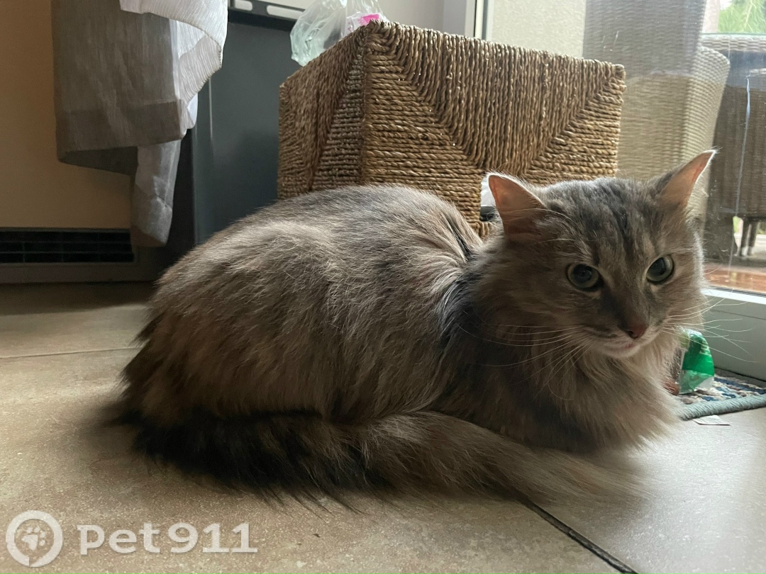 Найдена кошка в Балакове — фото объявления