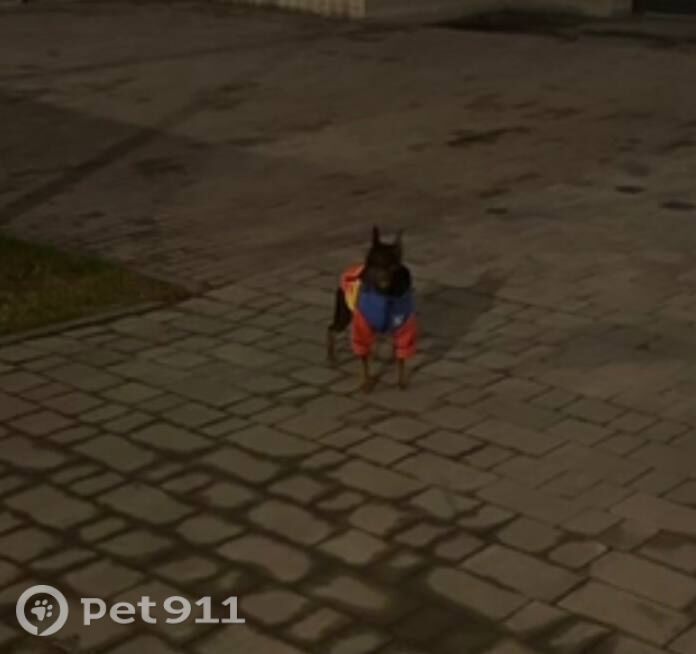 Пропала собака в Балакове — фото объявления