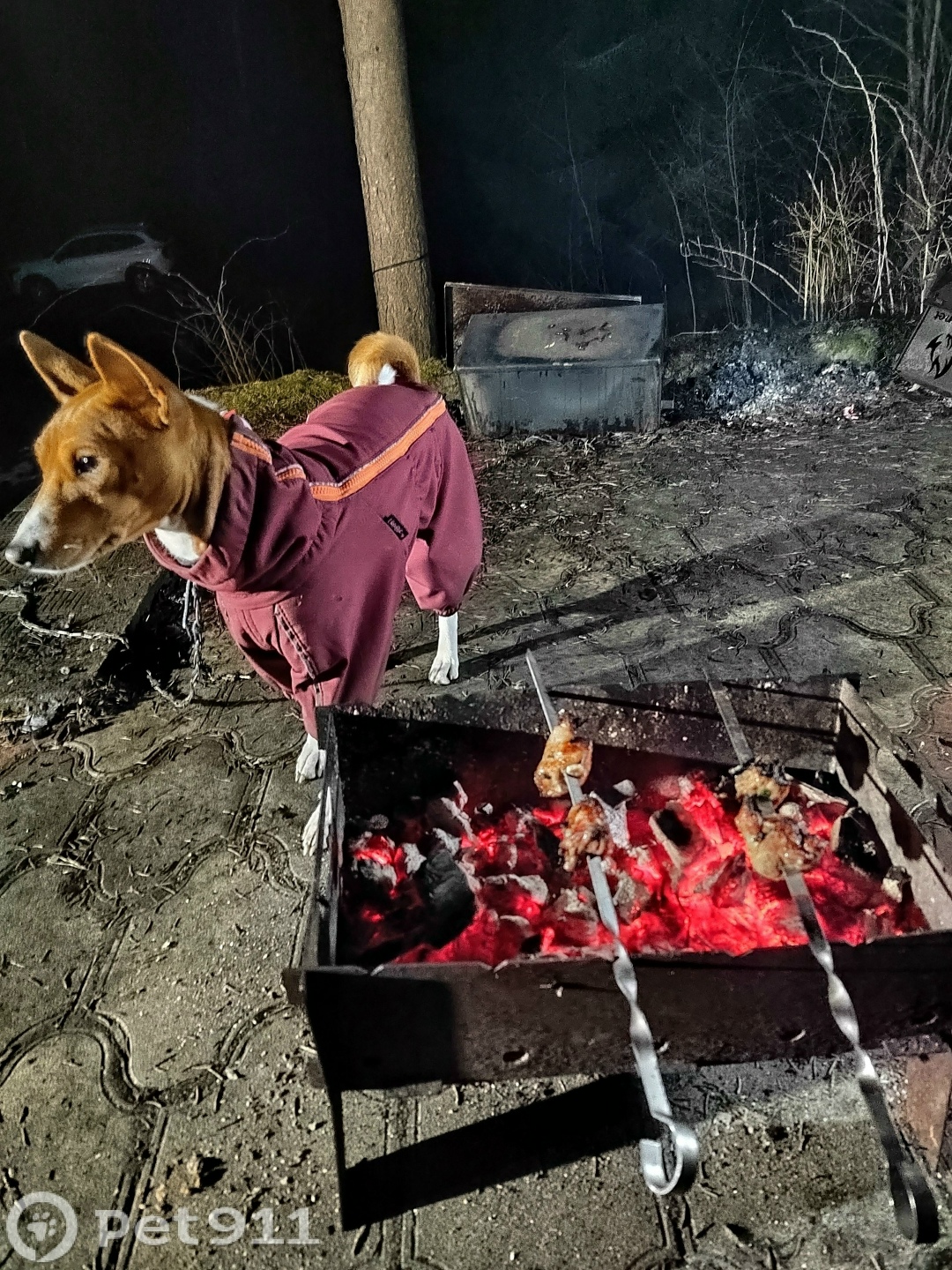 Пропала собака в Балакове — фото объявления