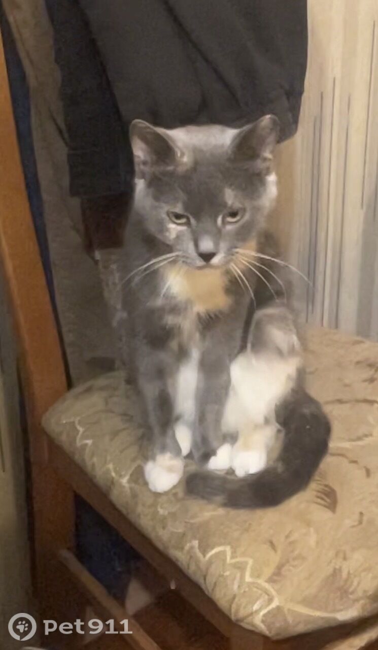 Пропала кошка в Балакове — фото объявления