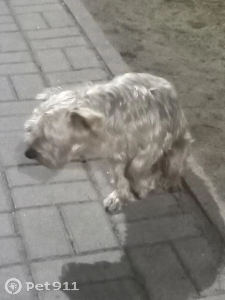 Найдена собака в Балакове — фото объявления