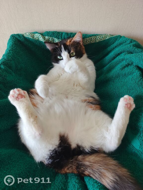 Пропала кошка в Балакове — фото объявления