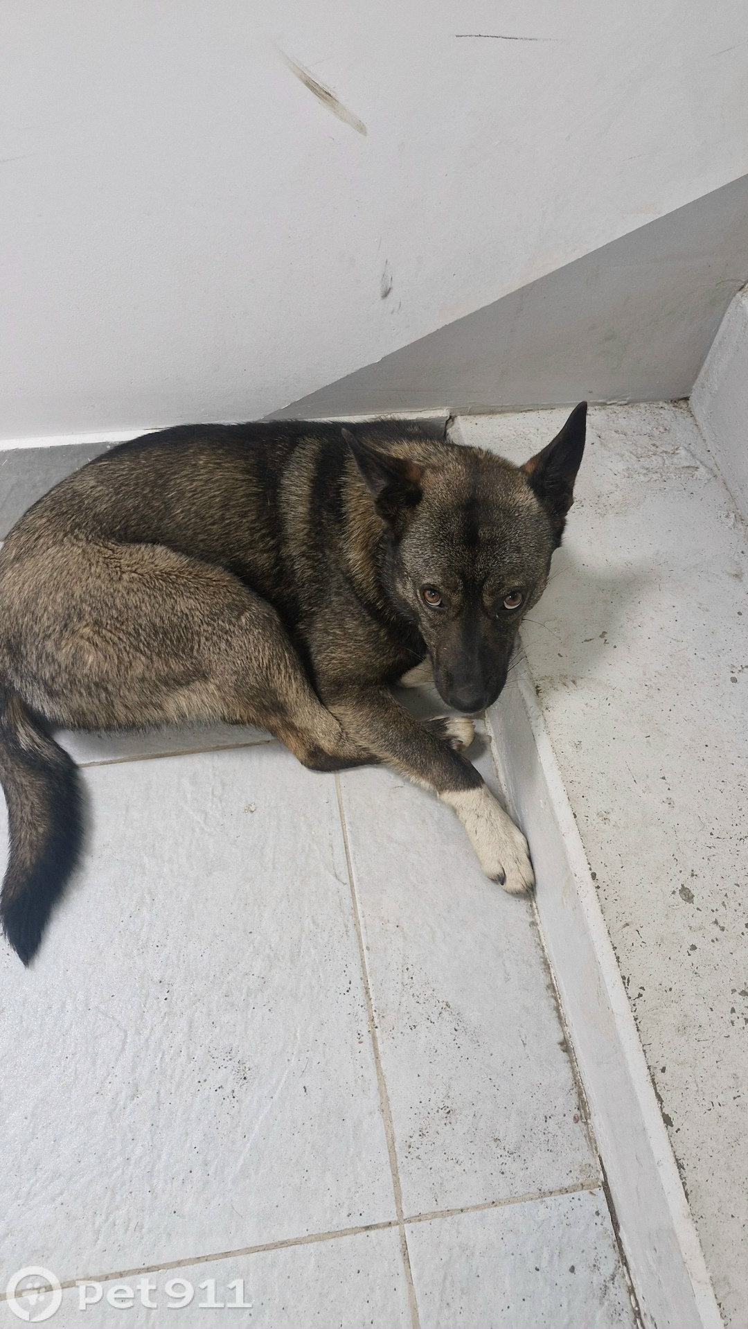 Найдена собака в Балакове — фото объявления