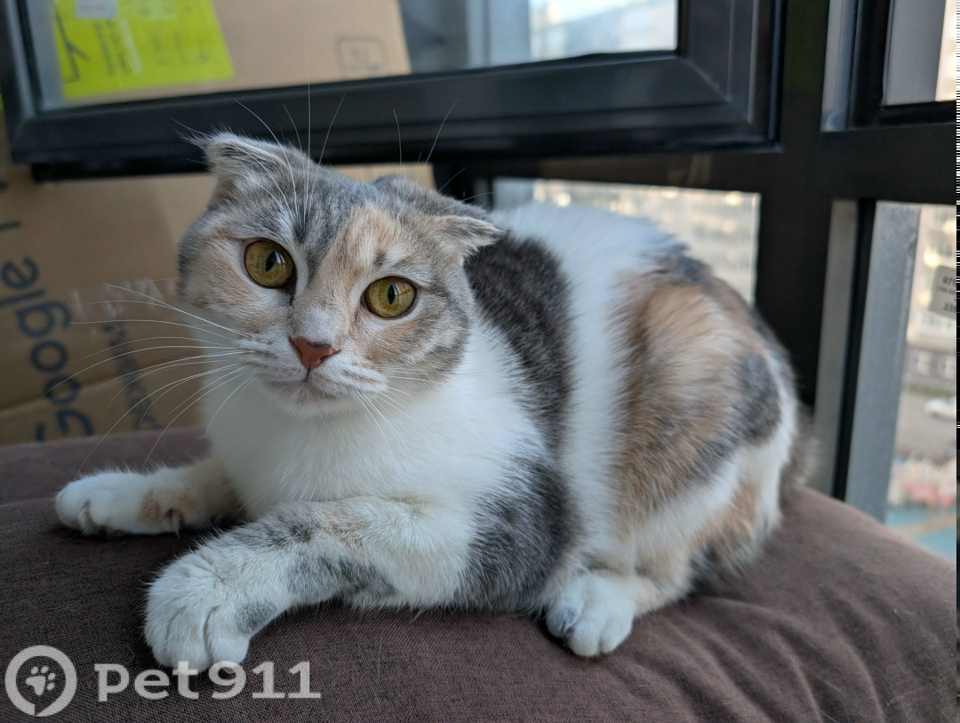 Найдена кошка в Балакове — фото объявления