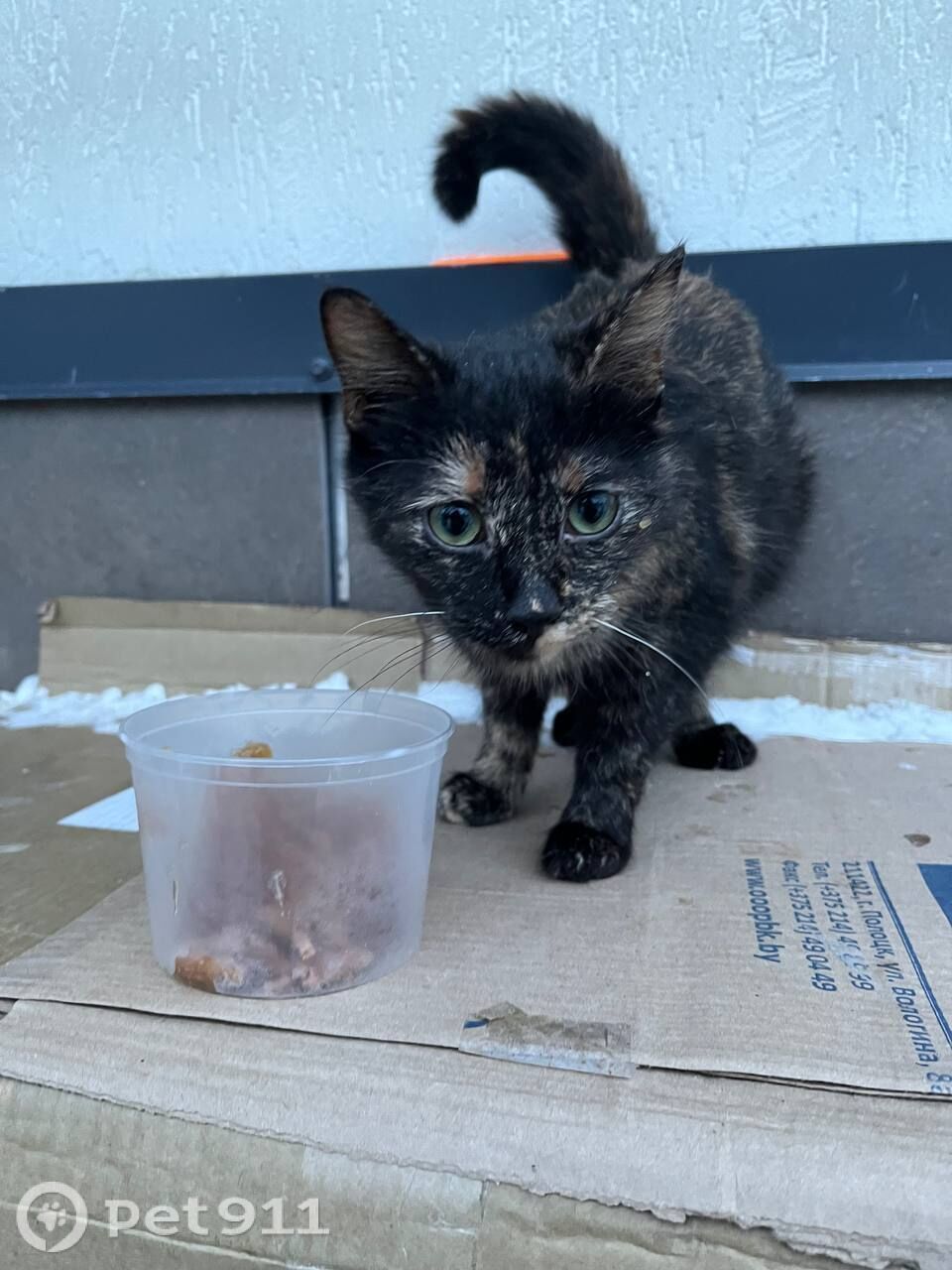 Пропала собака в Балакове — фото объявления