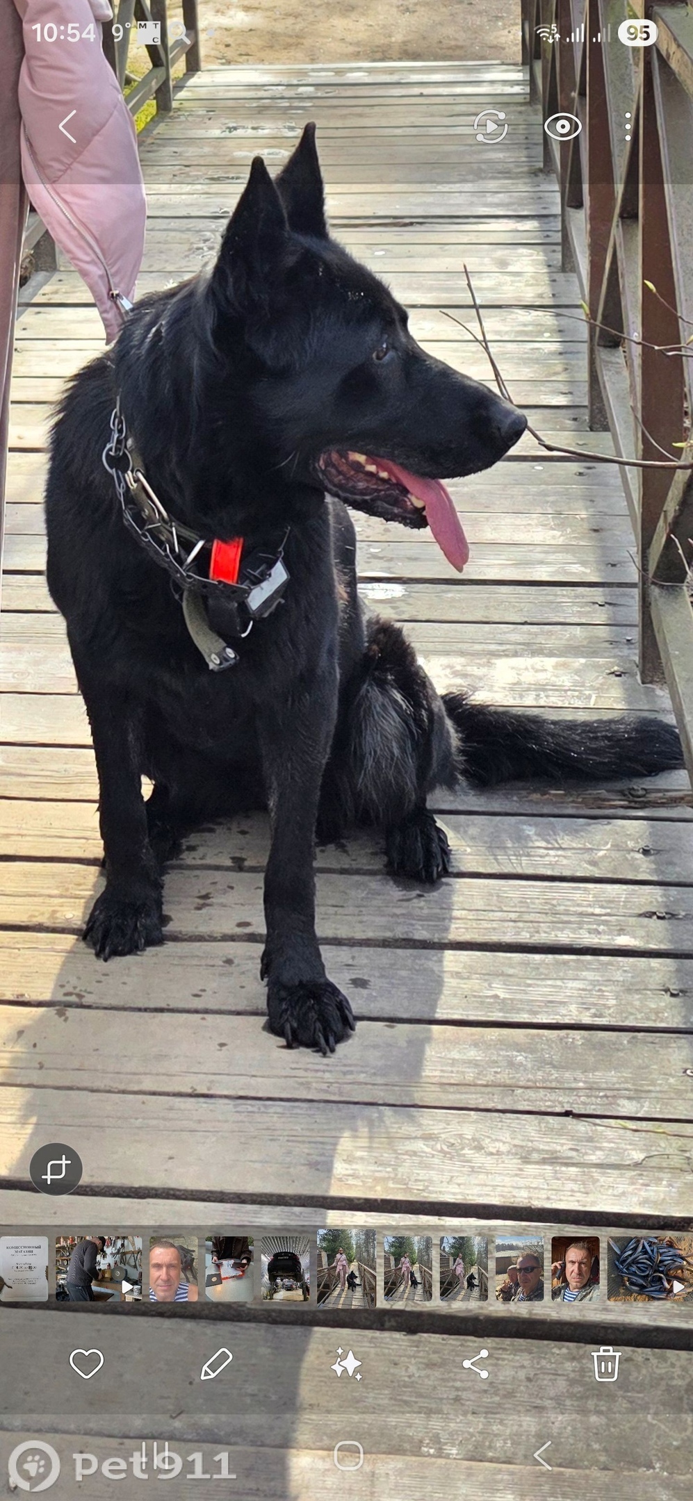 Пропала собака в Балакове — фото объявления