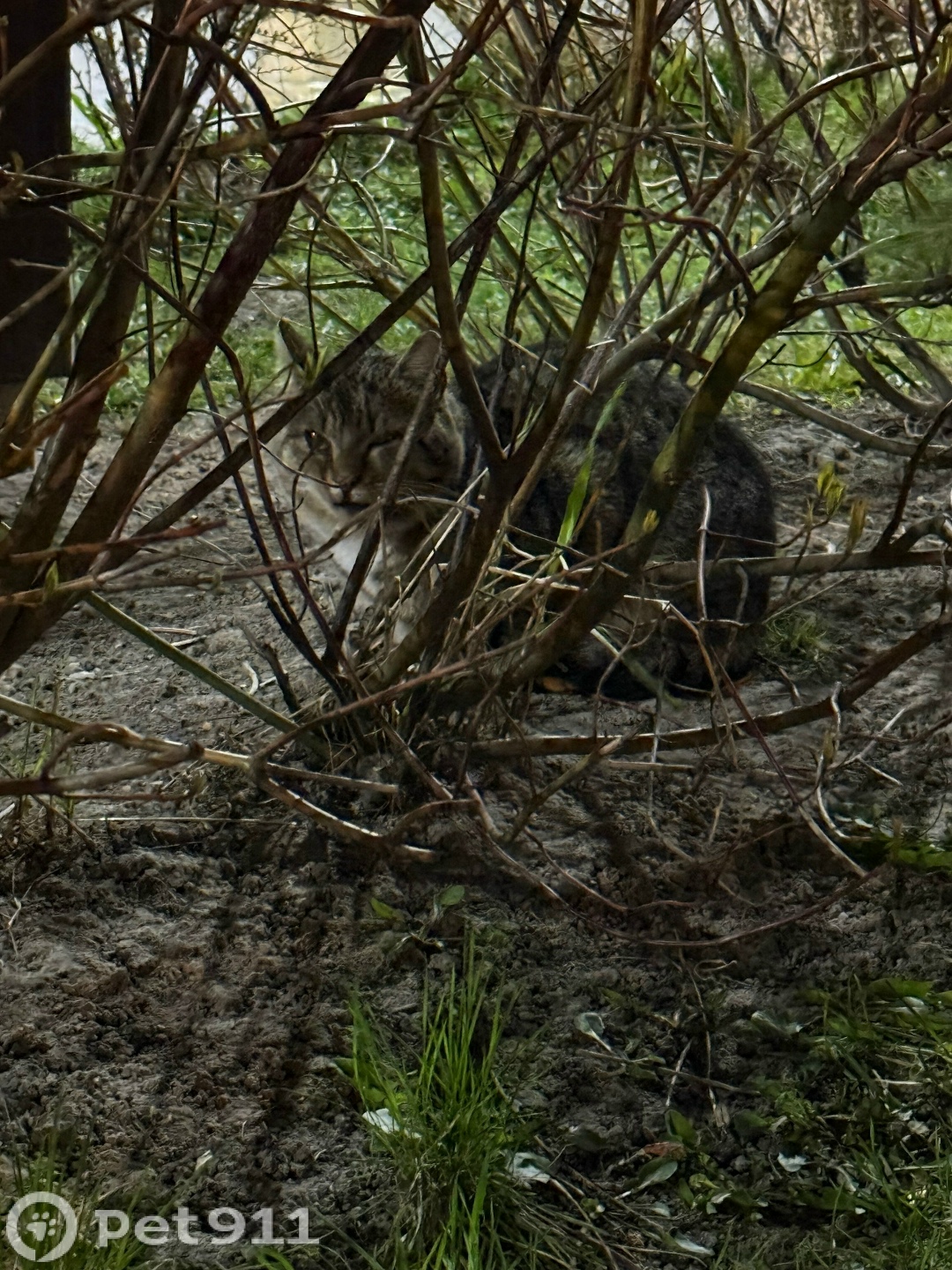 Найдена кошка в Балакове — фото объявления