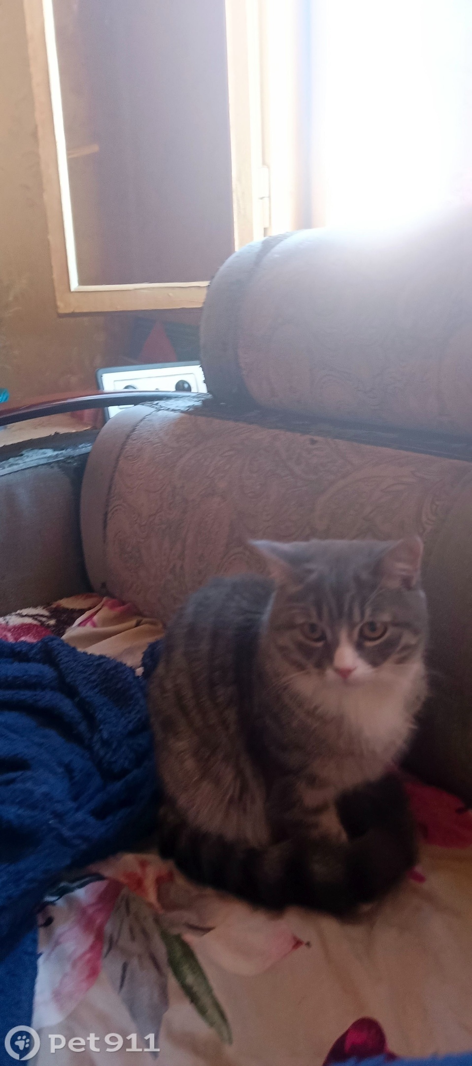 Пропала собака в Балакове — фото объявления