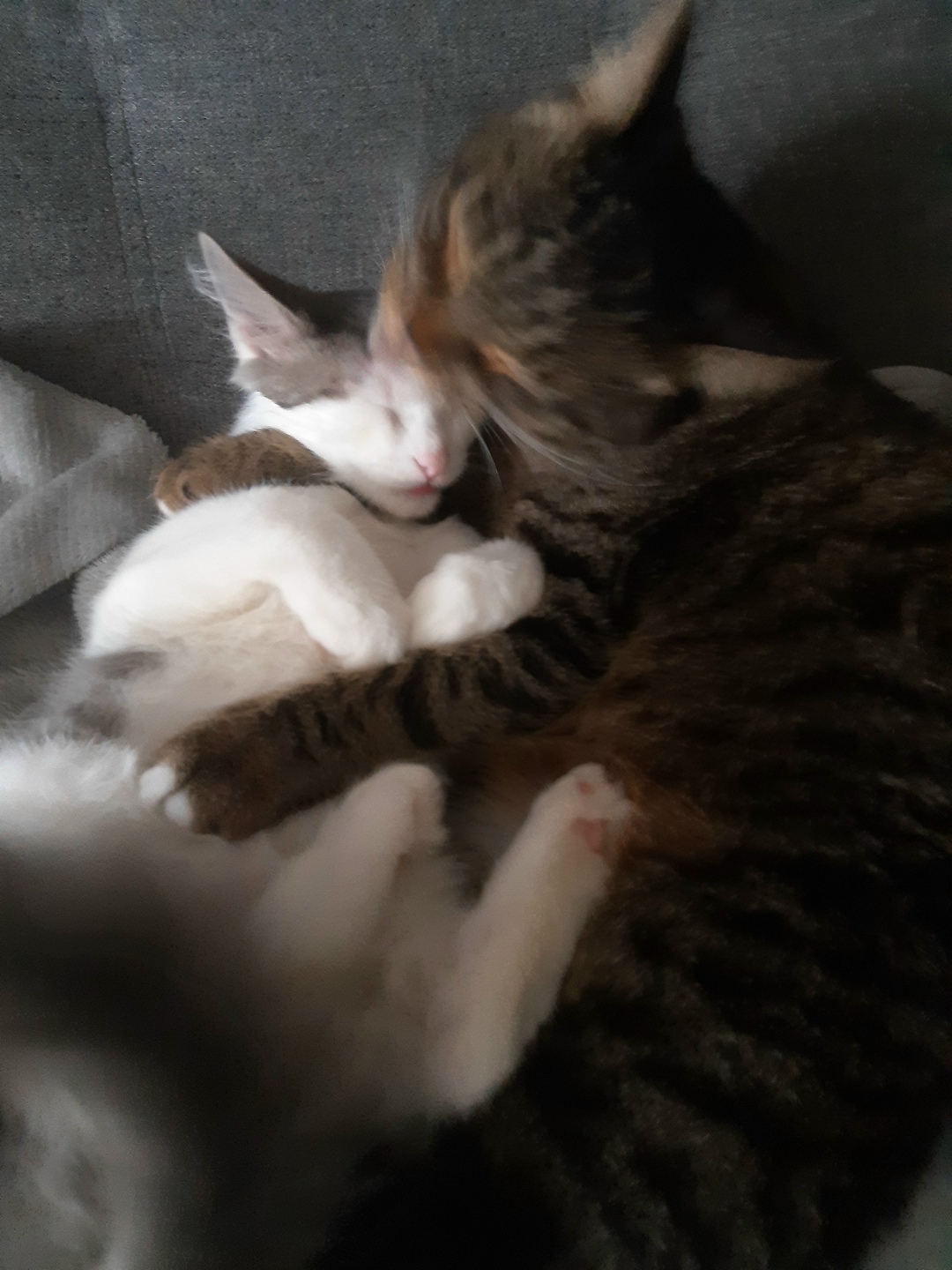 Пропала кошка в Балакове — фото объявления