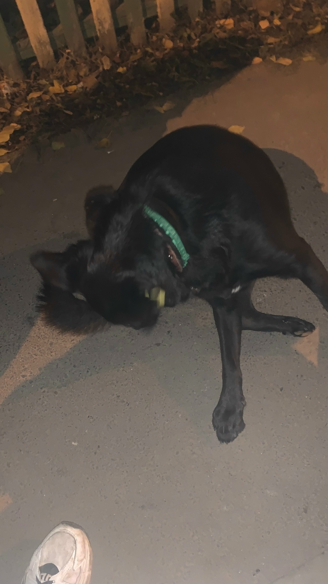 Пропала собака в Балакове — фото объявления