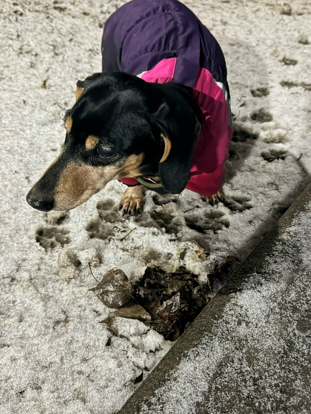 Пропала собака в Балакове — фото объявления