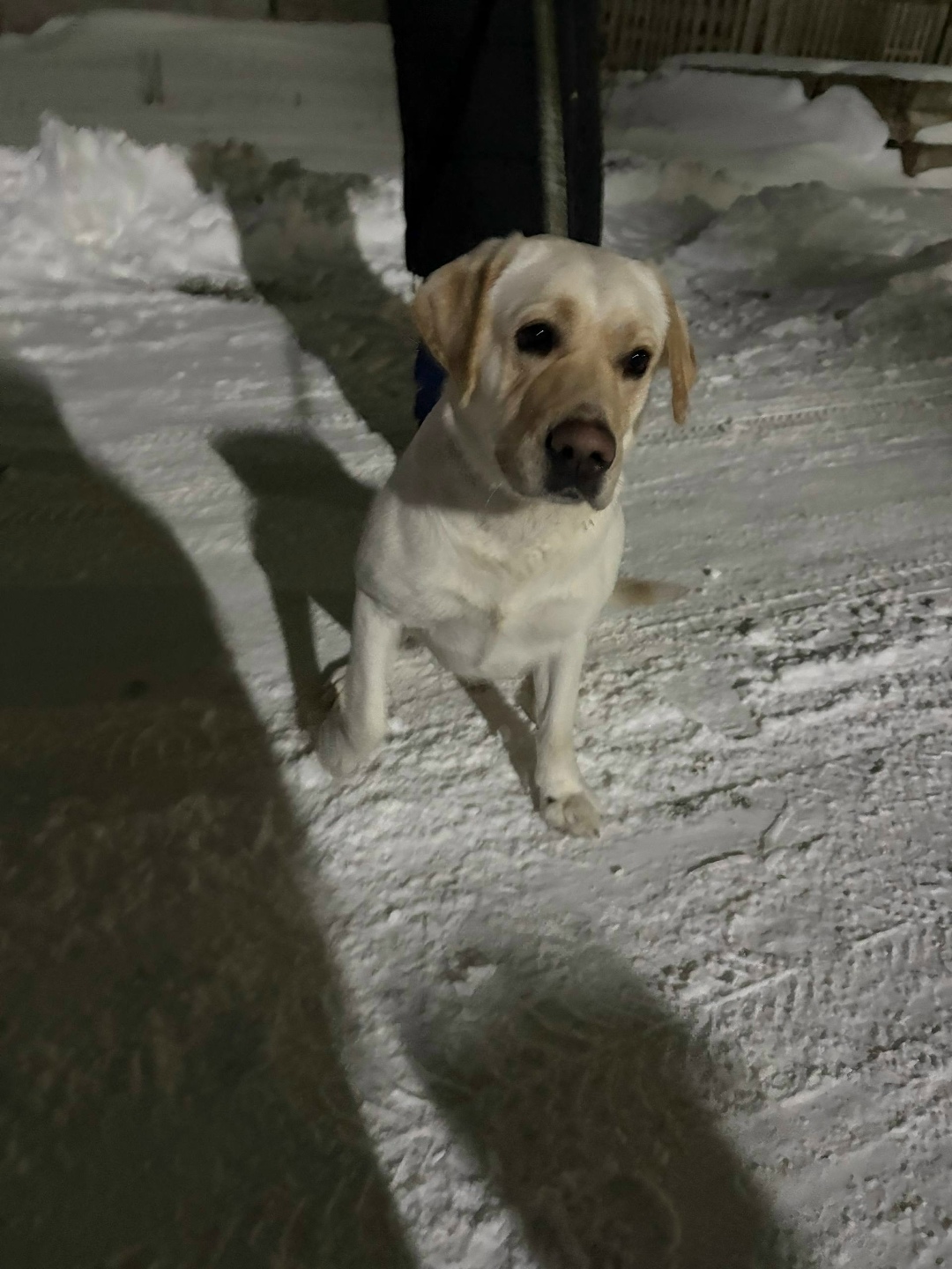 Найдена собака в Балакове — фото объявления