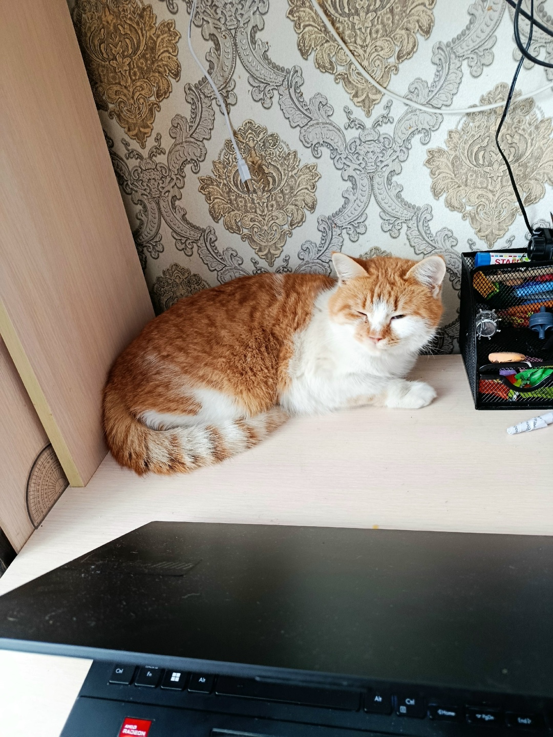 Найдена кошка в Балакове — фото объявления