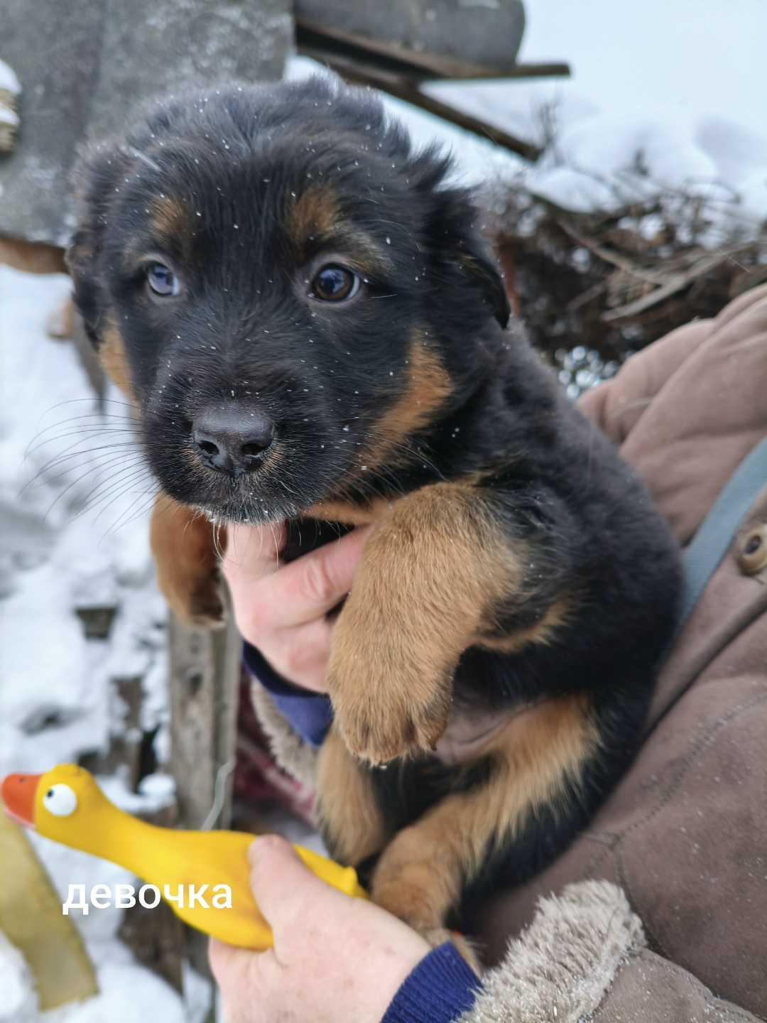 Найдена собака в Балакове — фото объявления