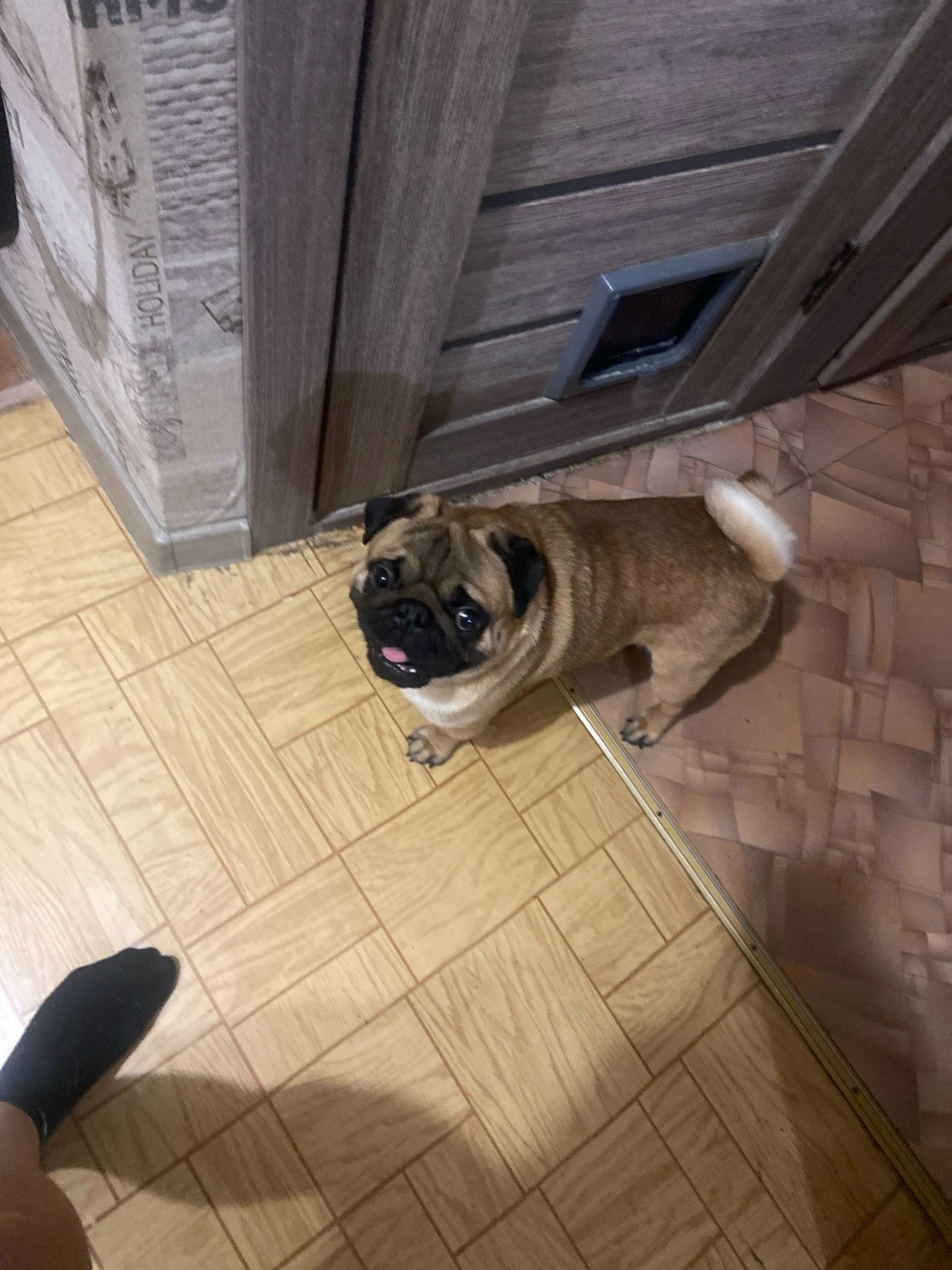 Найдена собака в Балакове — фото объявления