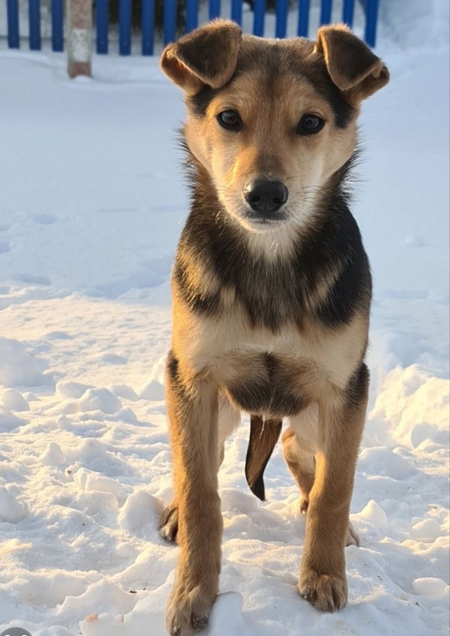 Найдена собака в Балакове — фото объявления