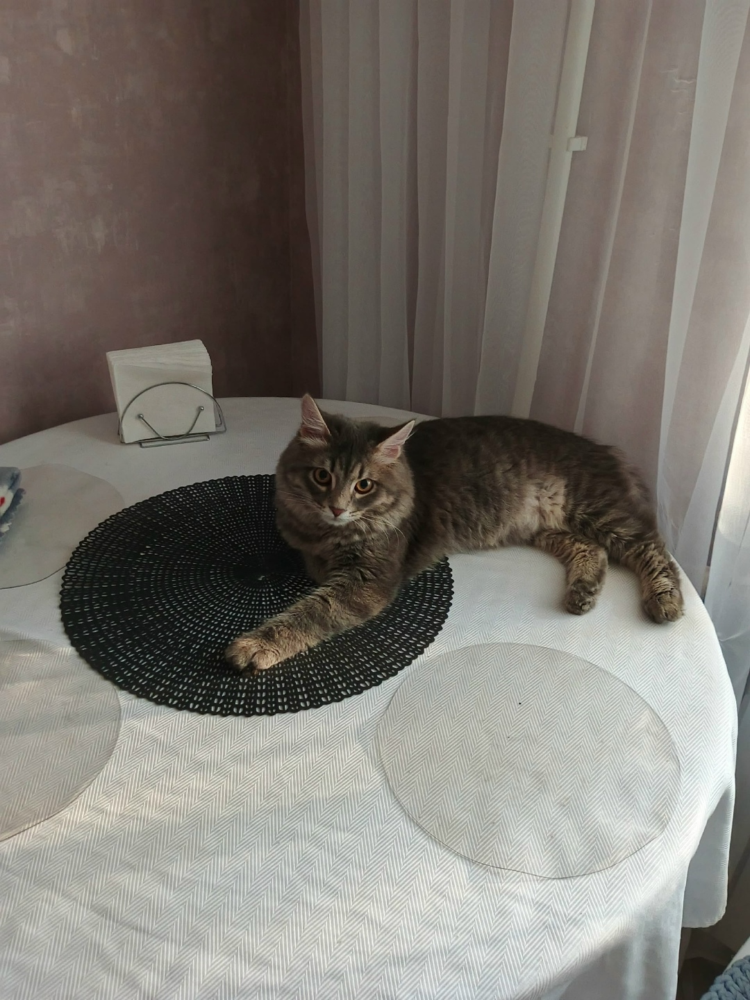 Пропала кошка в Балакове — фото объявления