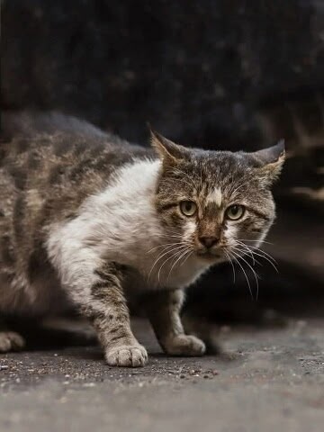 Пропала кошка в Балакове — фото объявления