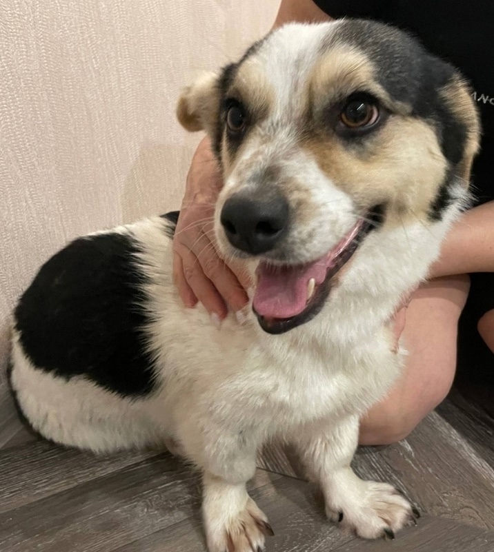 Пропала собака в Балакове — фото объявления