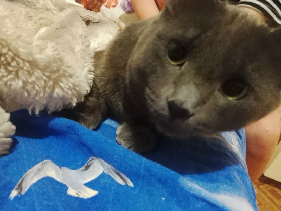 Найдена кошка в Балакове — фото объявления