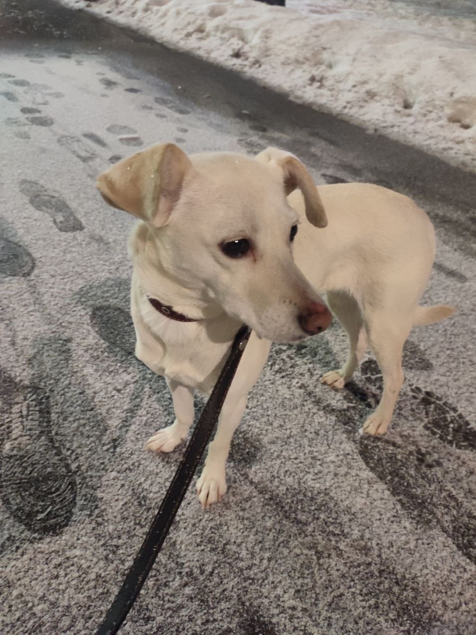 Найдена собака в Балакове — фото объявления