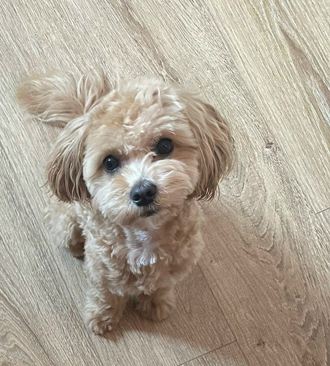 Пропала собака в Балакове — фото объявления