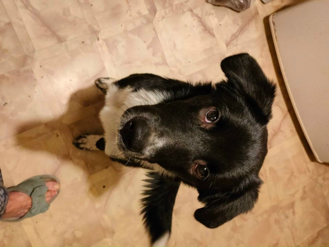 Найдена собака в Балакове — фото объявления