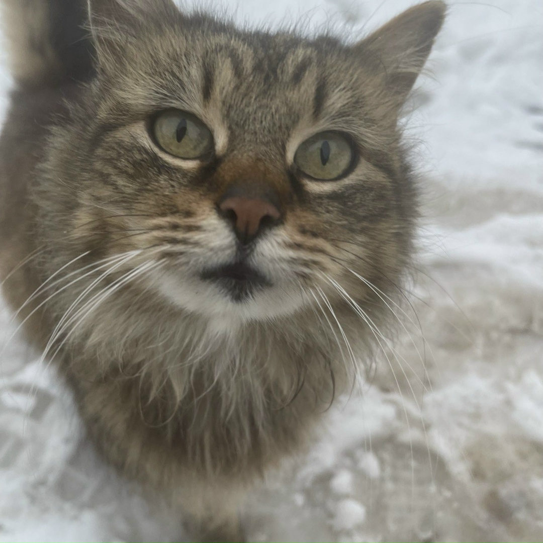 Пропала кошка в Балакове — фото объявления