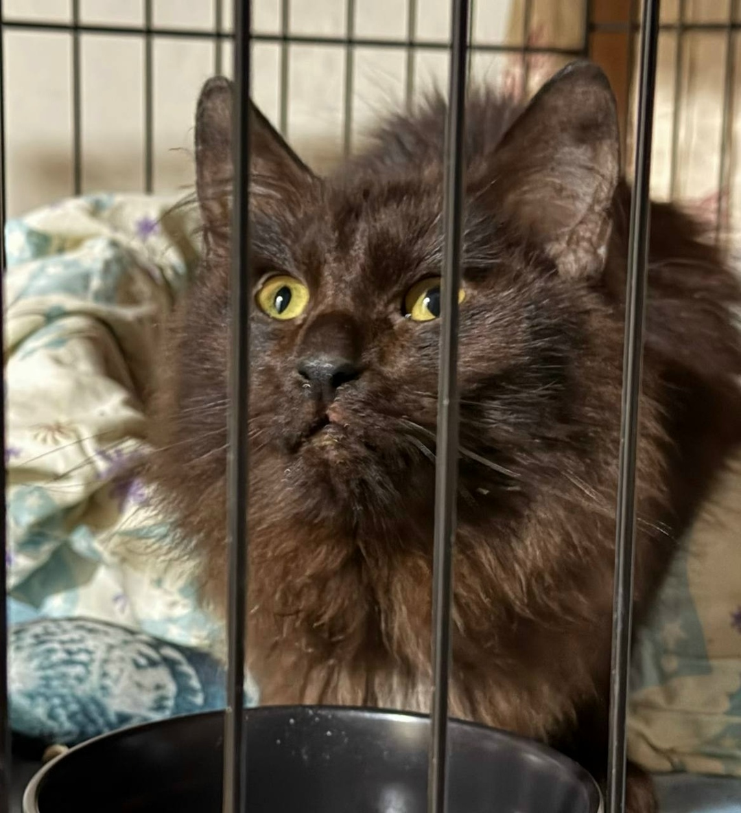 Найдена кошка в Балакове — фото объявления