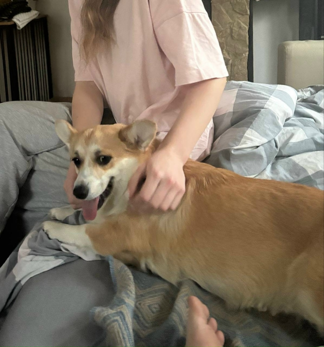 Пропала собака в Балакове — фото объявления