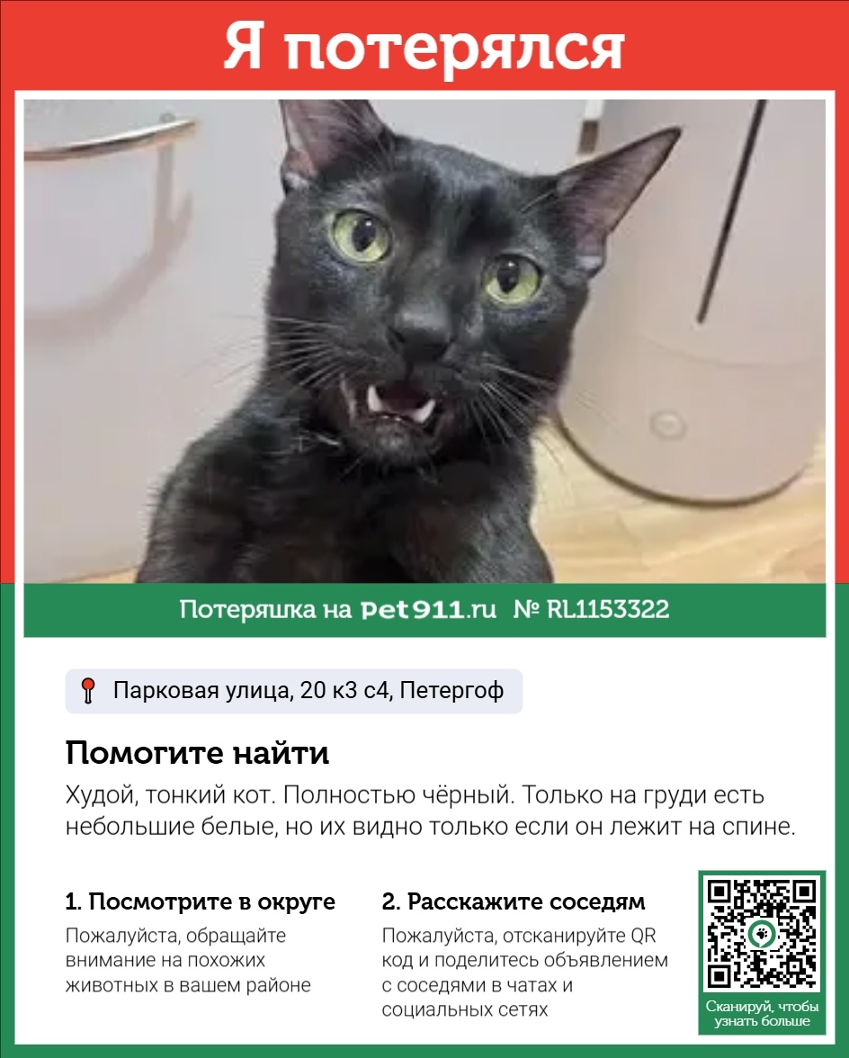 Пропала кошка в Балакове — фото объявления