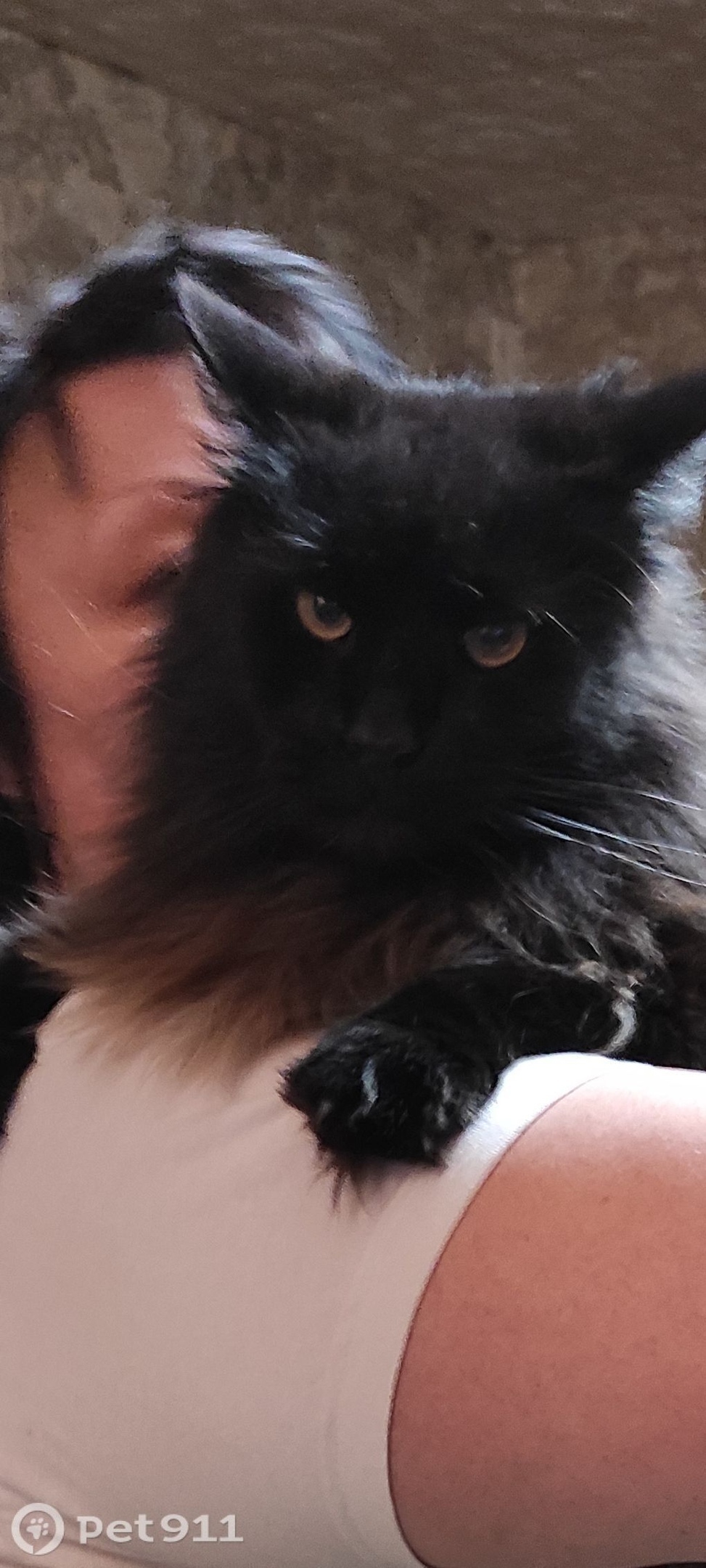 Пропала кошка в Балакове — фото объявления