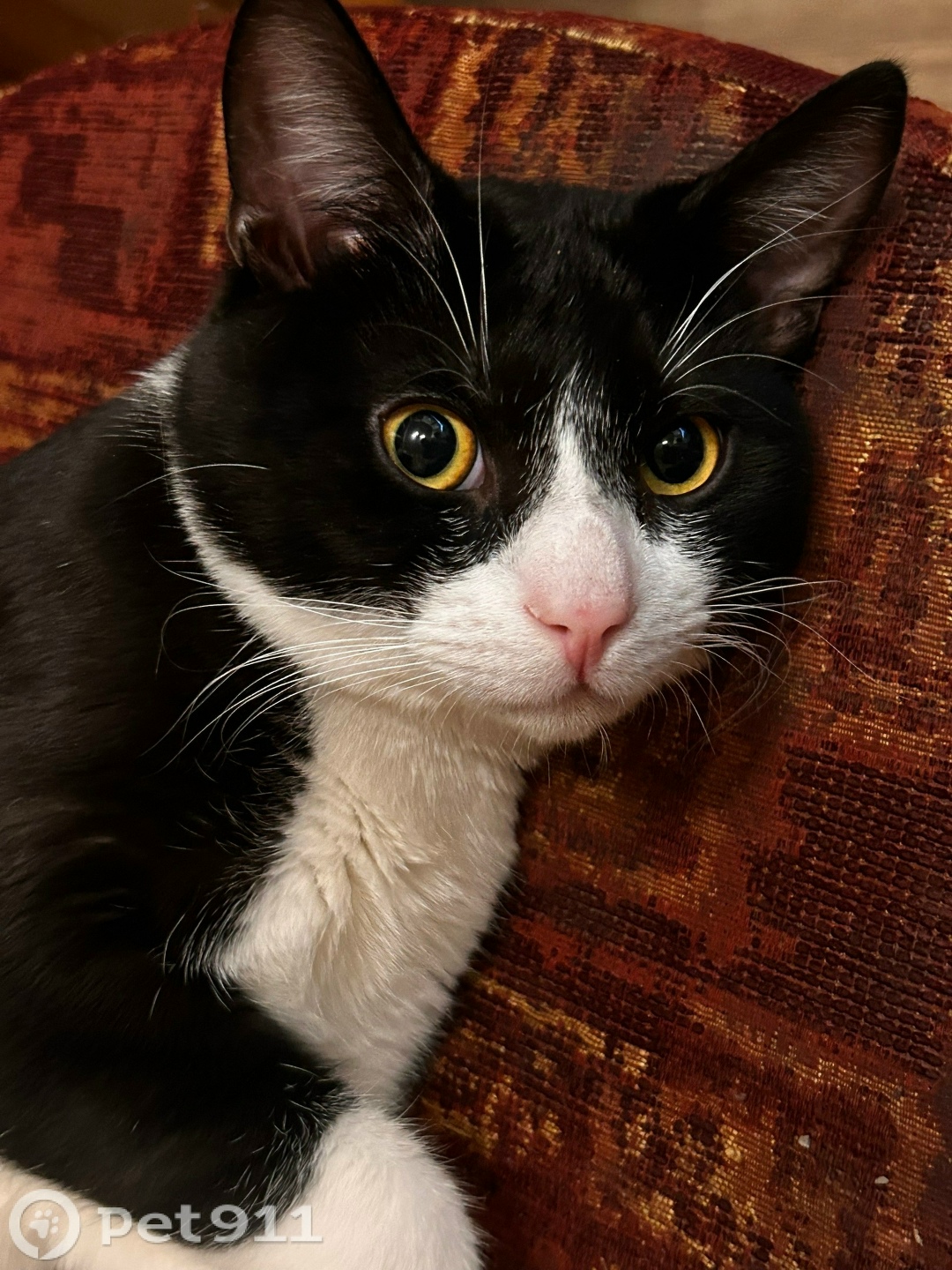 Пропала кошка в Балакове — фото объявления