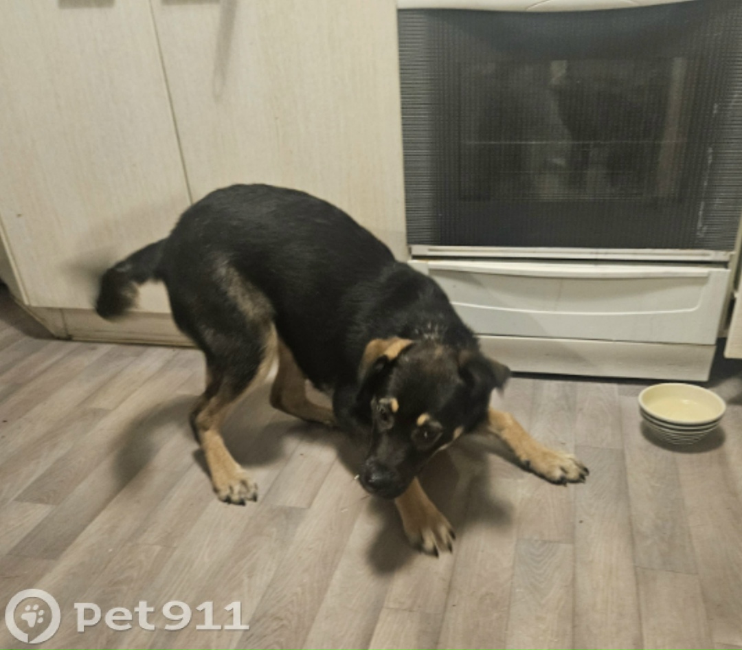 Найдена собака в Балакове — фото объявления