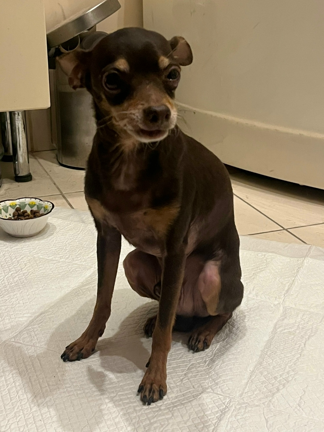 Найдена собака в Балакове — фото объявления