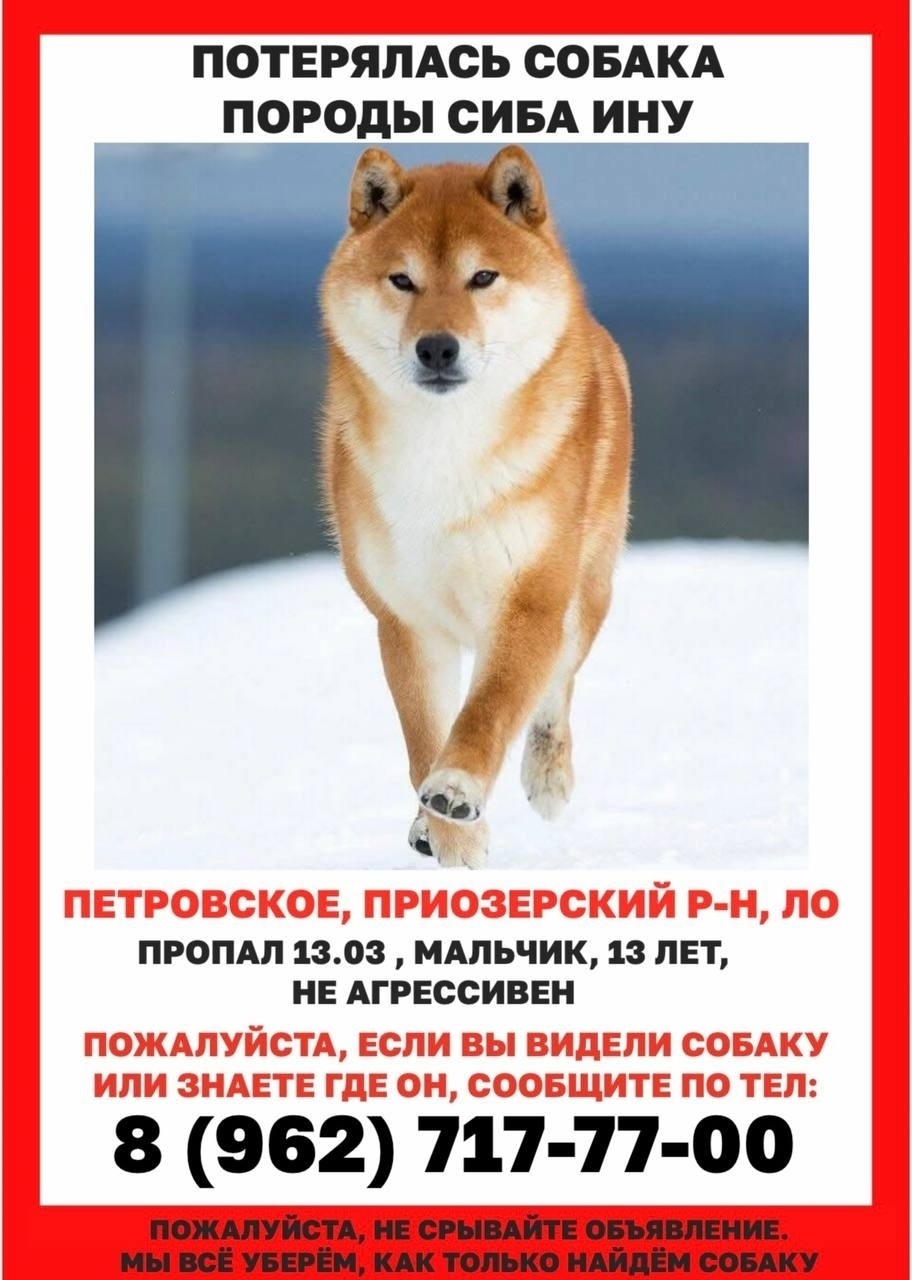 Пропала собака в Балакове — фото объявления