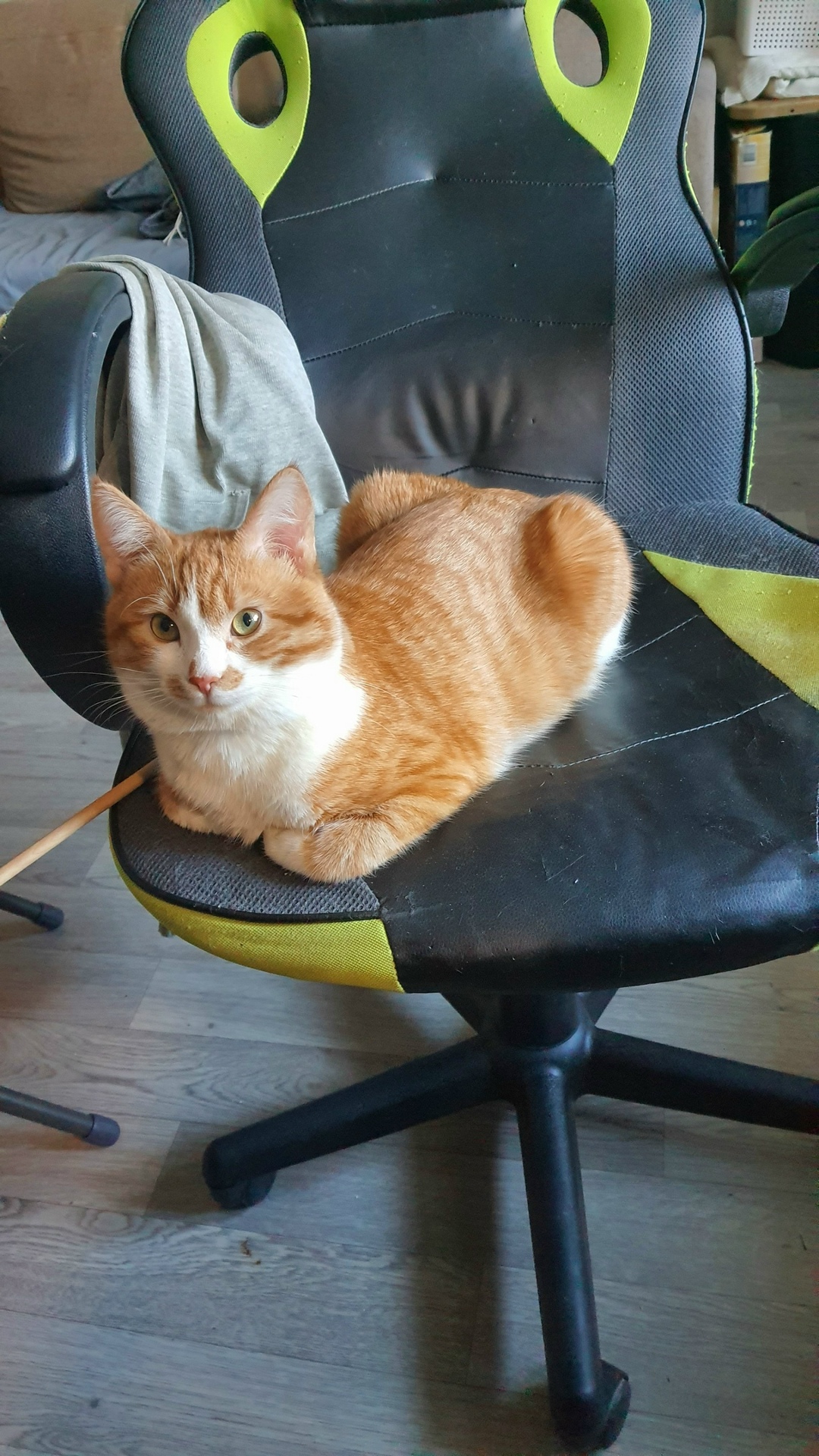 Пропала кошка в Балакове — фото объявления