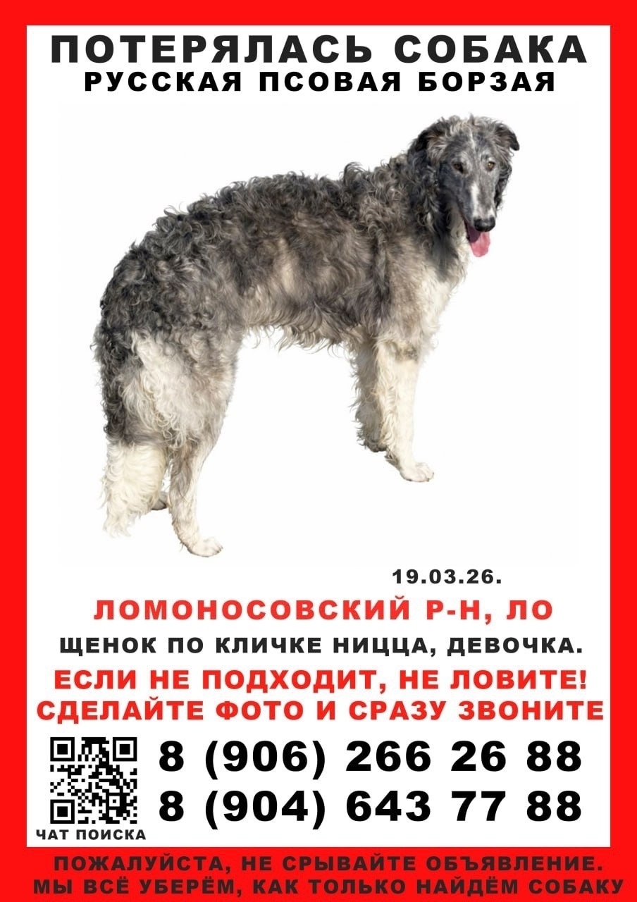 Пропала собака в Балакове — фото объявления