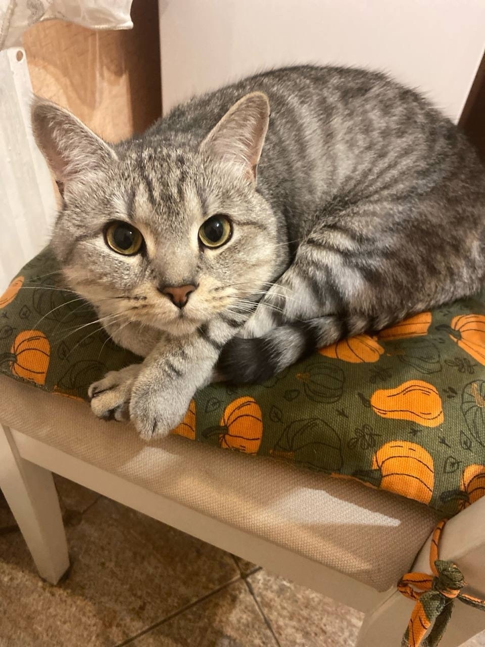 Пропала кошка в Балакове — фото объявления