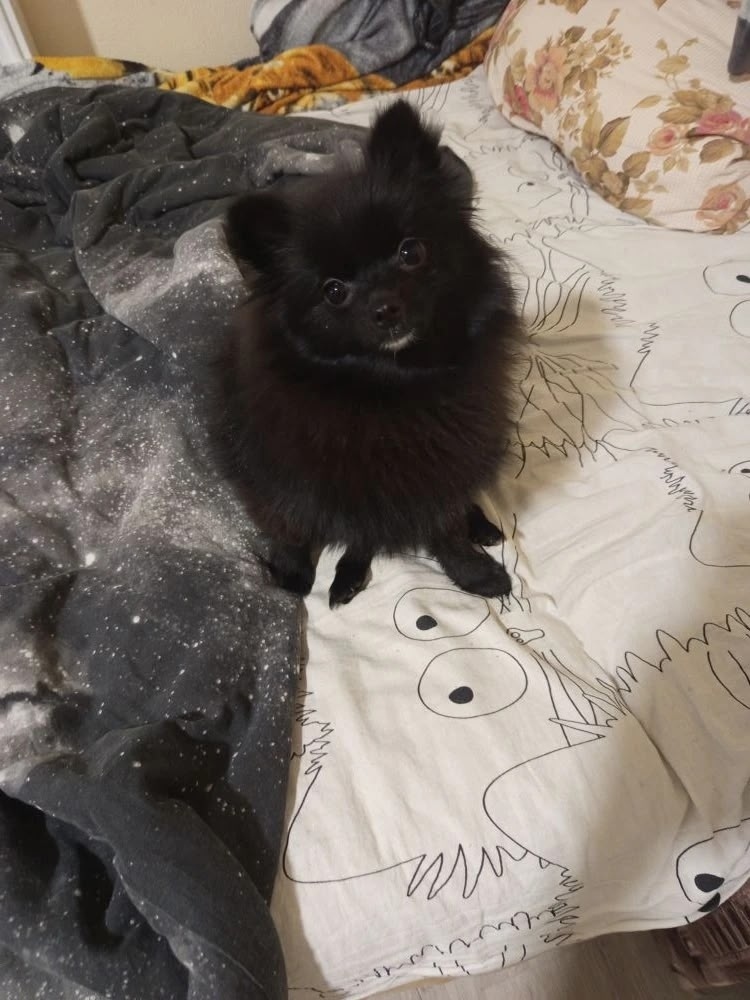 Пропала собака в Балакове — фото объявления