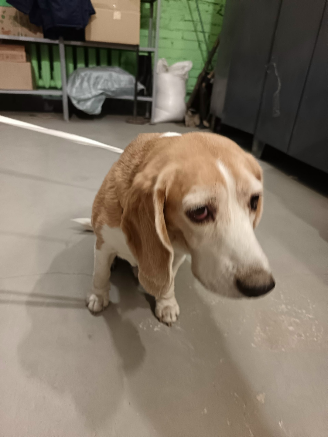 Найдена собака в Балакове — фото объявления