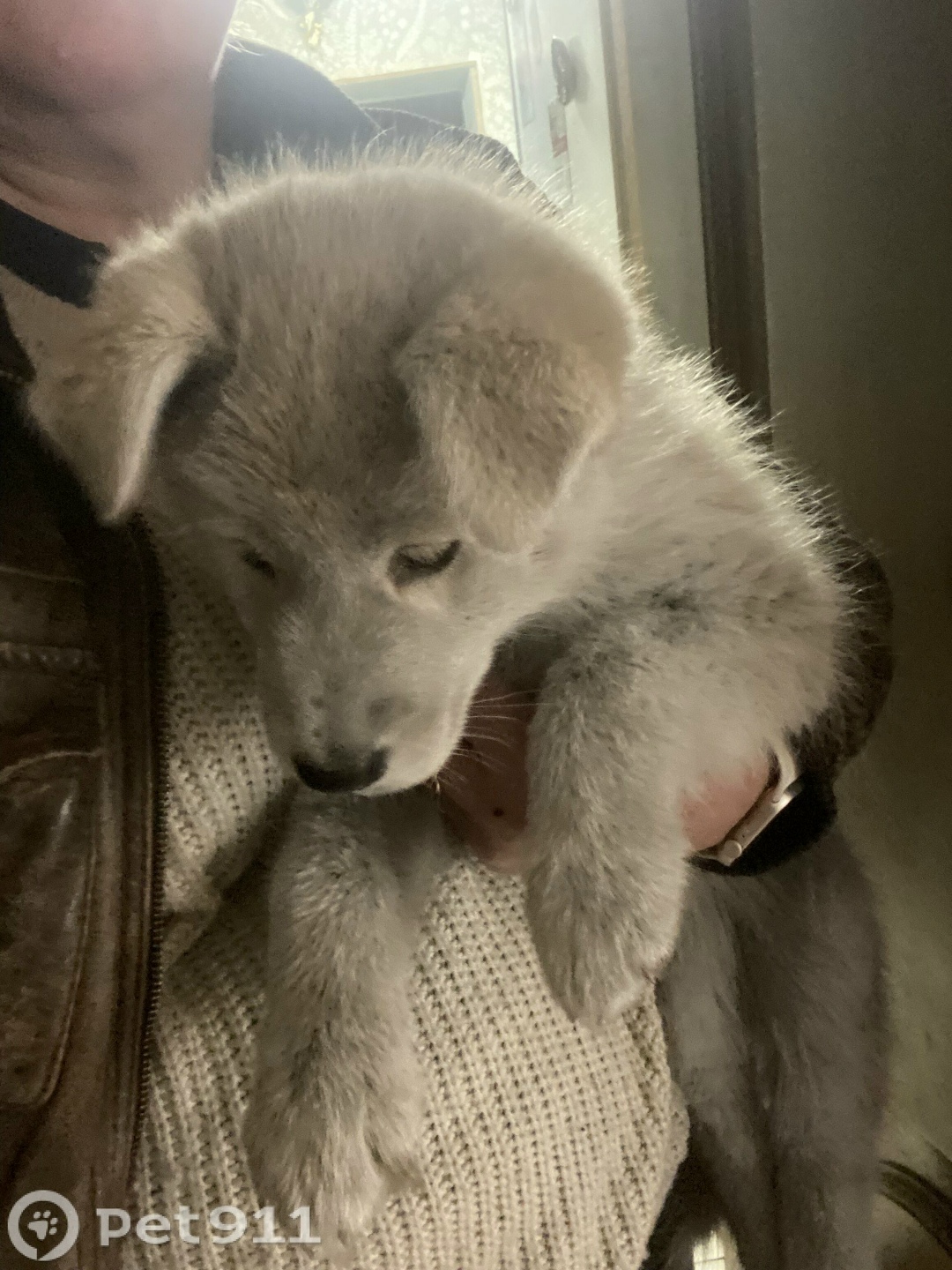 Найдена собака в Балакове — фото объявления