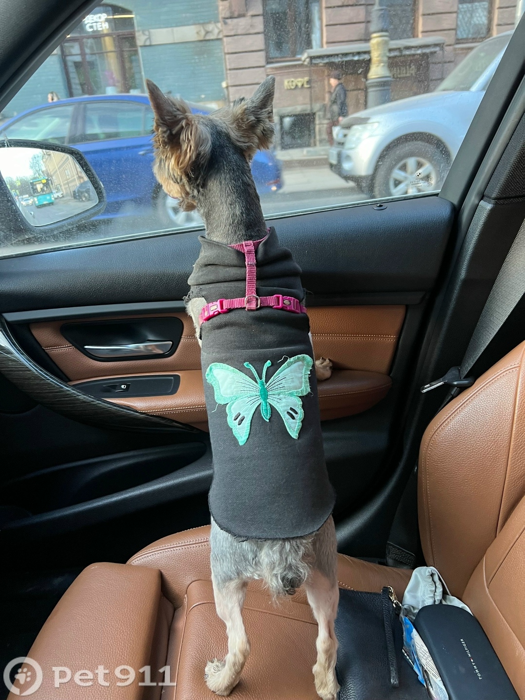 Найдена собака в Балакове — фото объявления