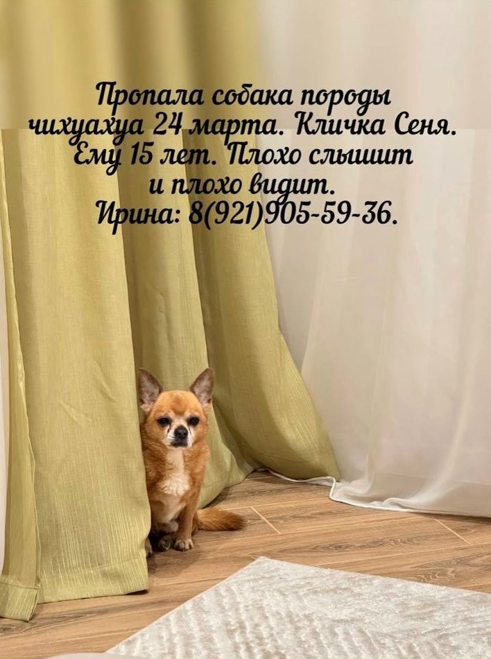 Пропала собака в Балакове — фото объявления