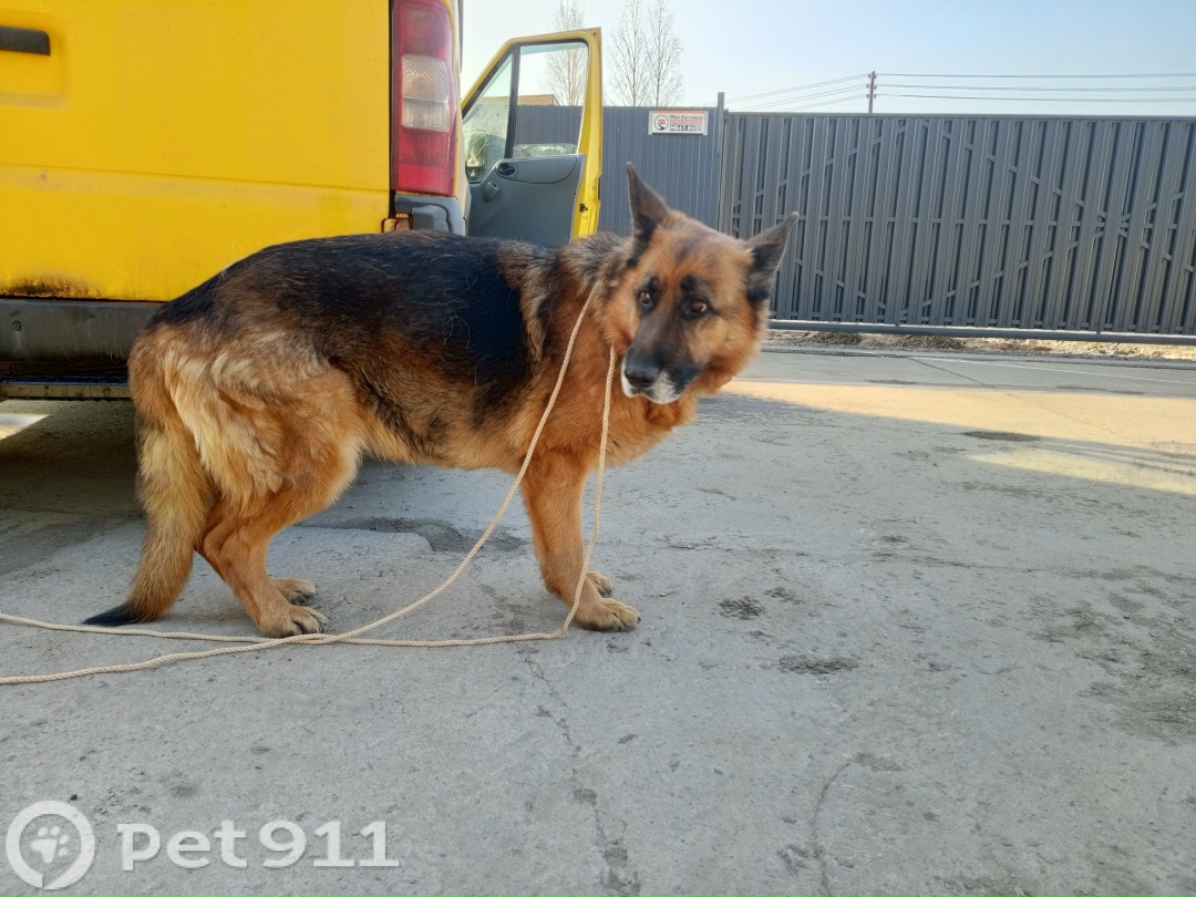 Найдена собака в Балакове — фото объявления